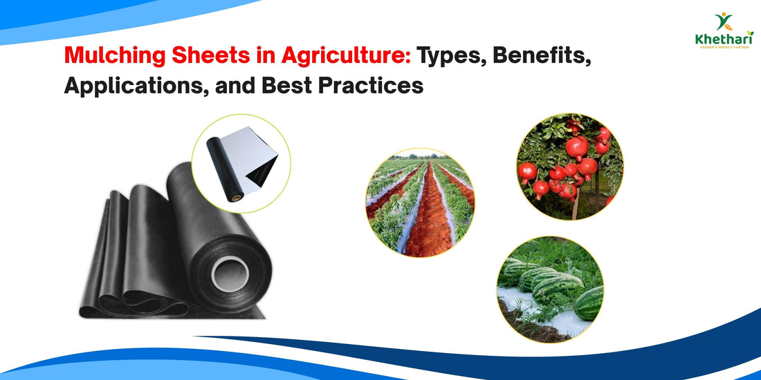Mulching Sheets in Agriculture: Types, Benefits, Applications, and Best Practices
