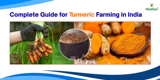 Complete Guide for Turmeric Farming in India