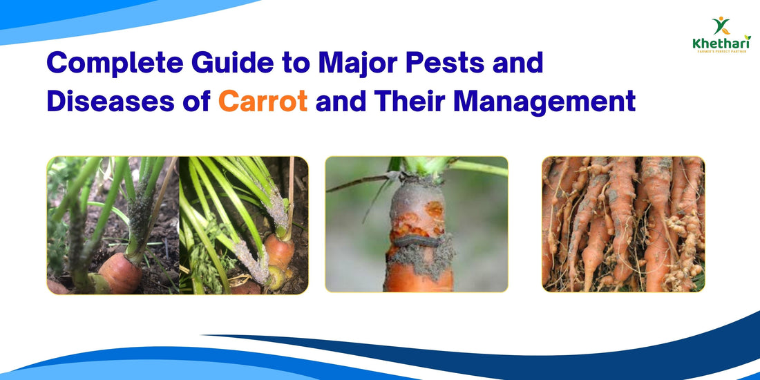 Complete Guide to Major Pests and Diseases of Carrot and Their Management