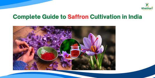 Complete Guide to Saffron Cultivation in India