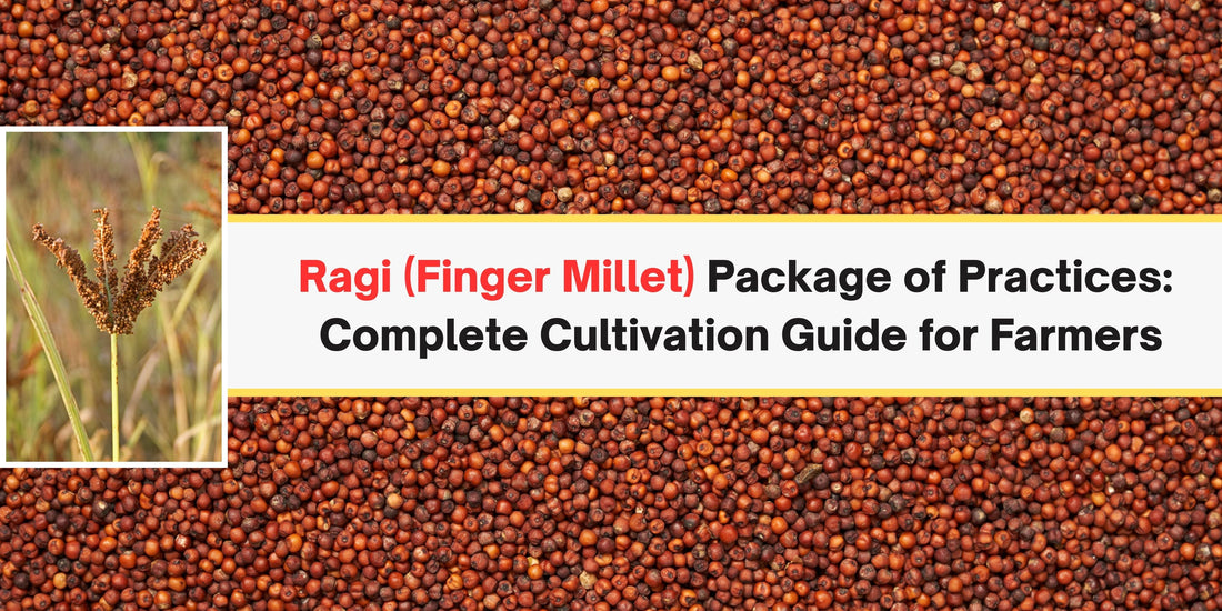 Ragi (Finger Millet) Package of Practices: Complete Cultivation Guide for Farmers