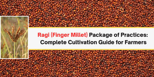 Ragi (Finger Millet) Package of Practices: Complete Cultivation Guide for Farmers