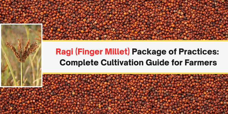 Ragi (Finger Millet) Package of Practices: Complete Cultivation Guide for Farmers