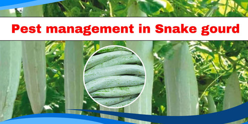 Pest management in Snake gourd