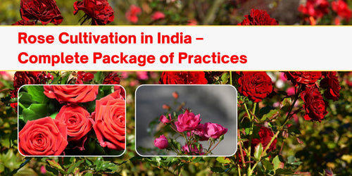 Rose Cultivation in India – Complete Package of Practices for Farmers