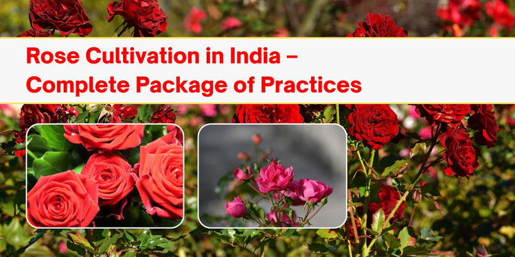 Rose Cultivation in India – Complete Package of Practices for Farmers