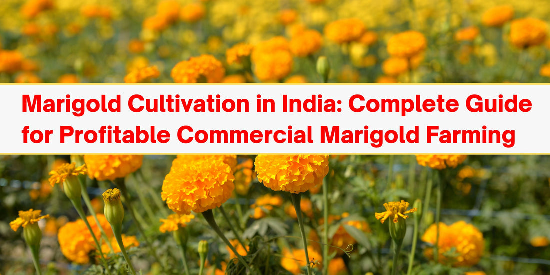 Marigold Cultivation in India: Complete Guide for Profitable Commercial Marigold Farming
