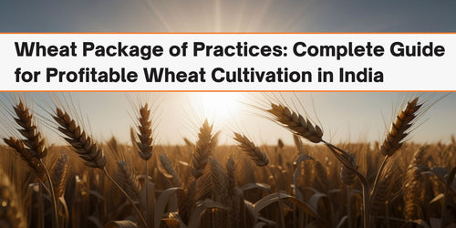 Wheat Package of Practices: Complete Guide for Profitable Wheat Cultivation in India