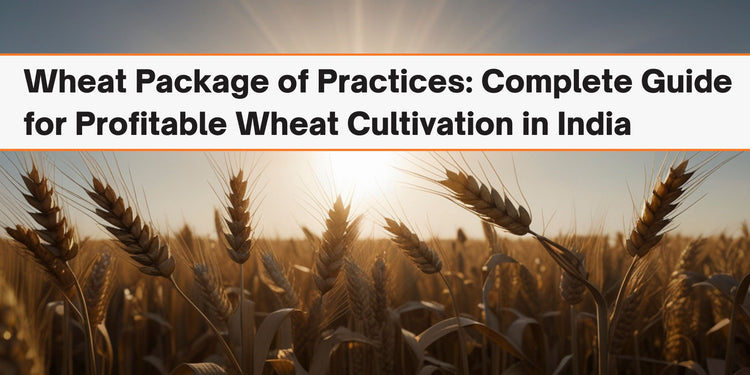 Wheat Package of Practices: Complete Guide for Profitable Wheat Cultivation in India