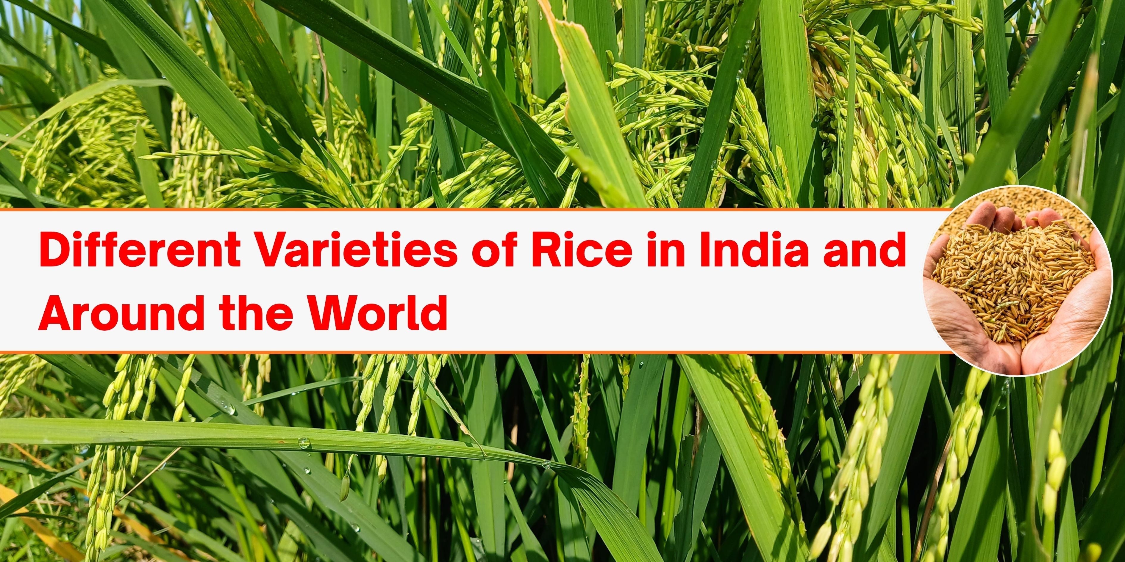 Different Varieties of Rice in India and Around the World – Khethari