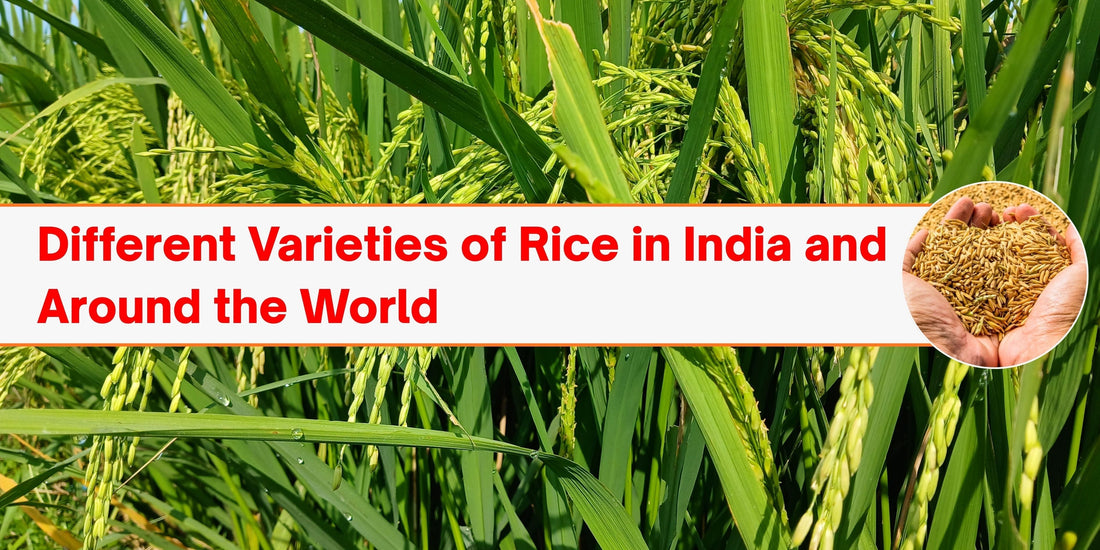 Different Varieties of Rice in India and Around the World