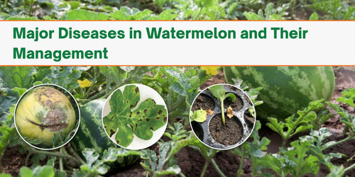 Major Diseases in Watermelon and Their Management