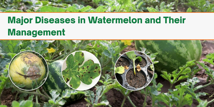 Major Diseases in Watermelon and Their Management