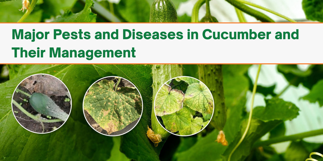 Major Pests and Diseases in Cucumber and Their Management