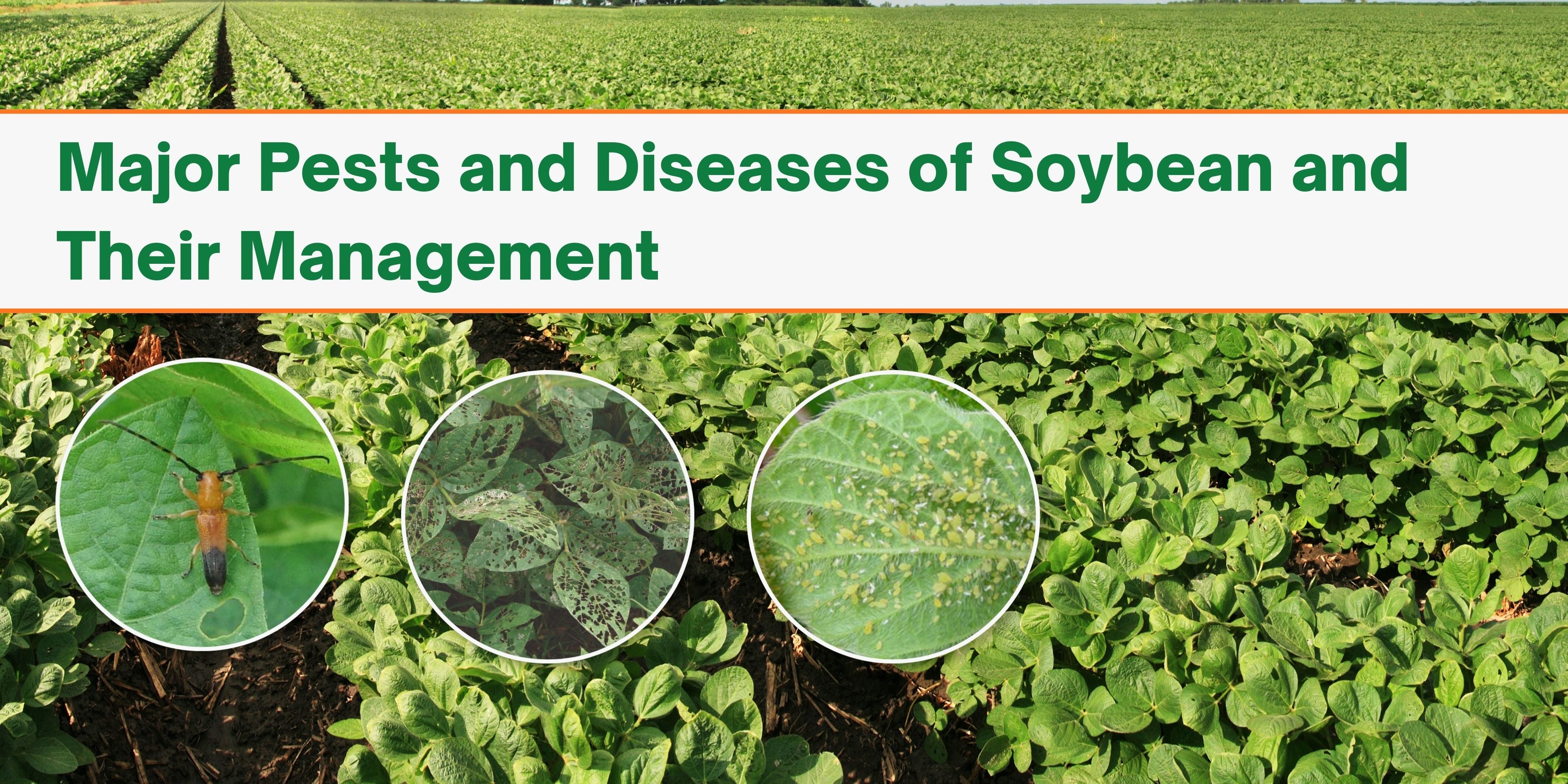Major Pests and Diseases of Soybean and Their Management – Khethari