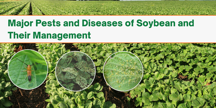 Major Pests and Diseases of Soybean and Their Management