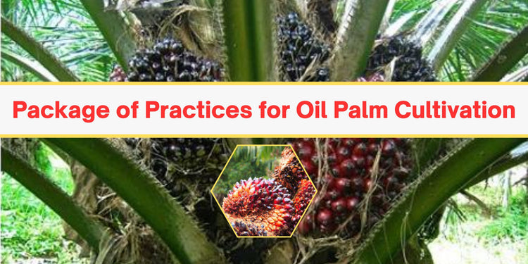 Package of Practices for Oil Palm Cultivation