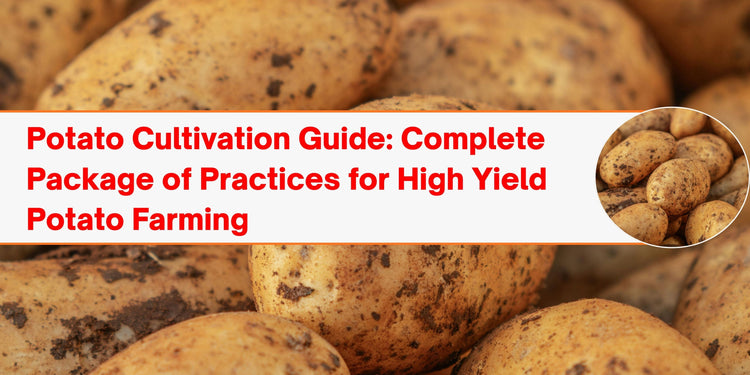 Potato Cultivation Guide: Complete Package of Practices for High Yield Potato Farming