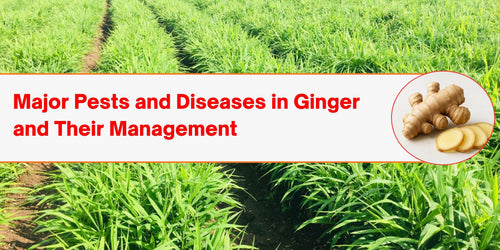 Major Pests and Diseases in Ginger and Their Management