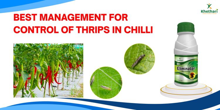 BEST MANAGEMENT FOR CONTROL OF THRIPS IN CHILLI