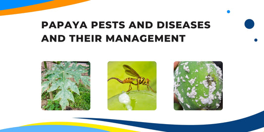 Papaya Pests and Diseases and Their Management