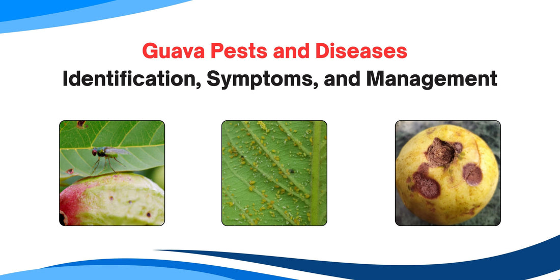 Guava Pests and Diseases – Identification, Symptoms, and Management