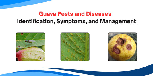 Guava Pests and Diseases – Identification, Symptoms, and Management