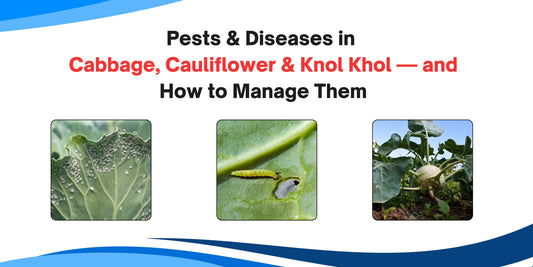 Pests & Diseases in Cabbage, Cauliflower & Knol Khol — and How to Manage Them