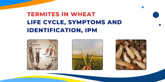 TERMITES IN WHEAT LIFE CYCLE, SYMPTOMS AND IDENTIFICATION