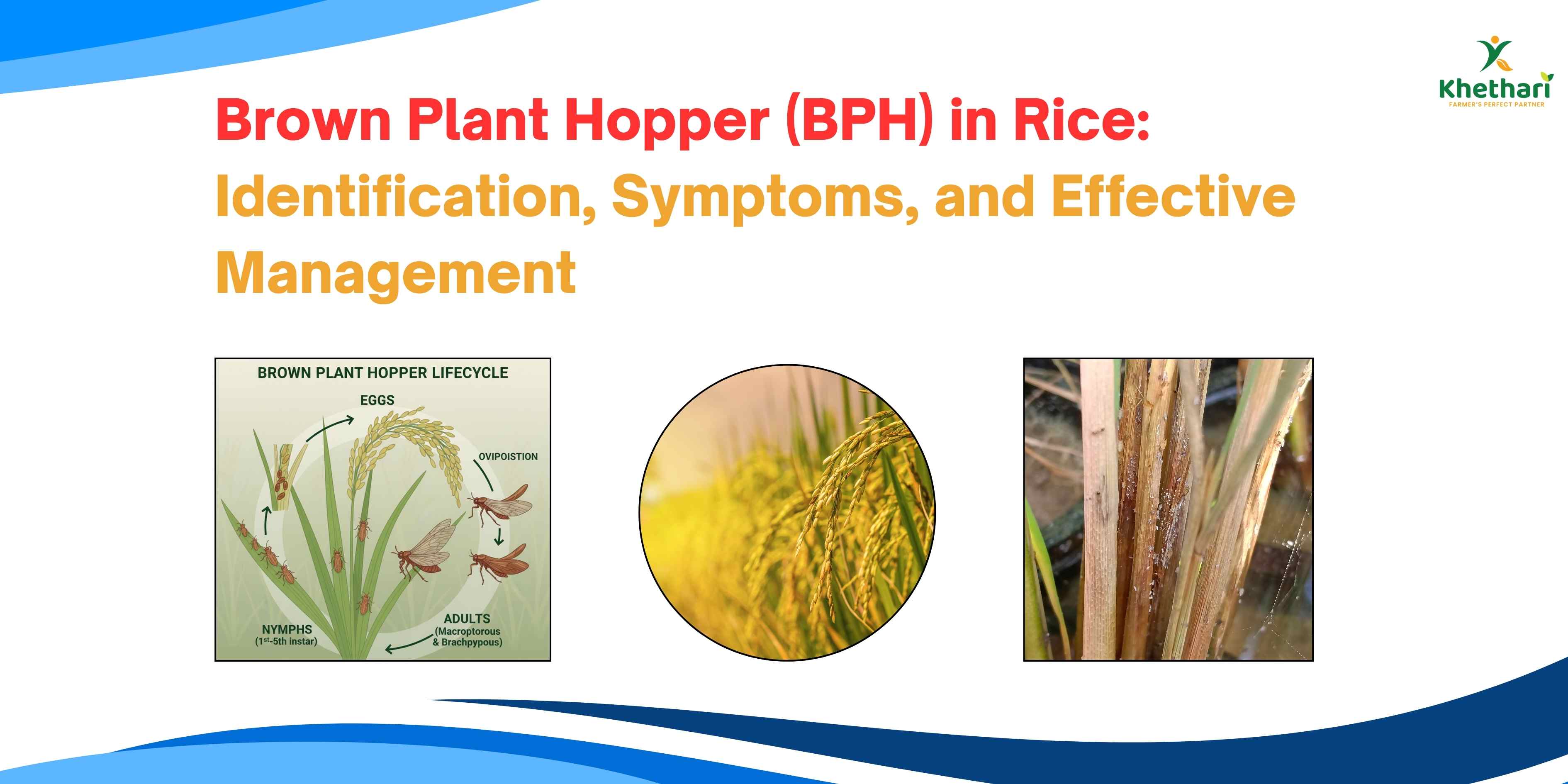 Brown Plant Hopper (BPH) in Rice: Identification, Symptoms, and Effect ...