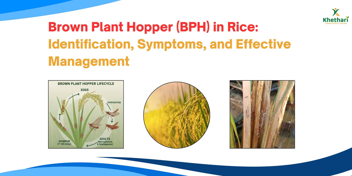 Brown Plant Hopper (BPH) in Rice: Identification, Symptoms, and Effect ...