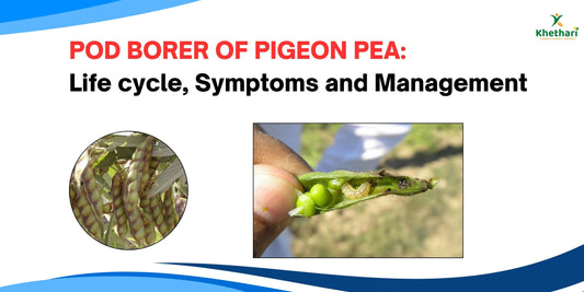 POD BORER OF PIGEON PEA: Life cycle, Symptoms and Management