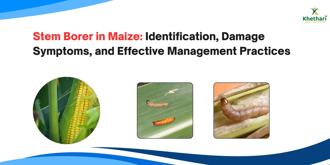 Stem Borer in Maize: Identification, Damage Symptoms, and Effective Management Practices