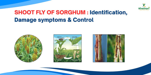 SHOOT FLY OF SORGHUM : Identification, Damage symptoms & Control