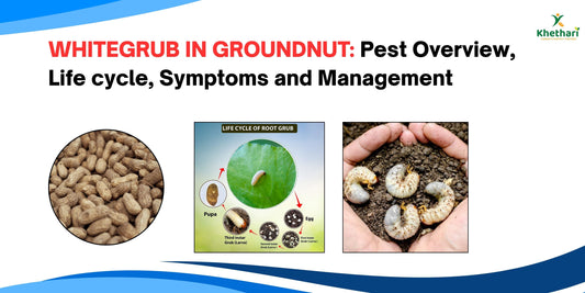 WHITEGRUB IN GROUNDNUT: Pest Overview, Life cycle, Symptoms and Management