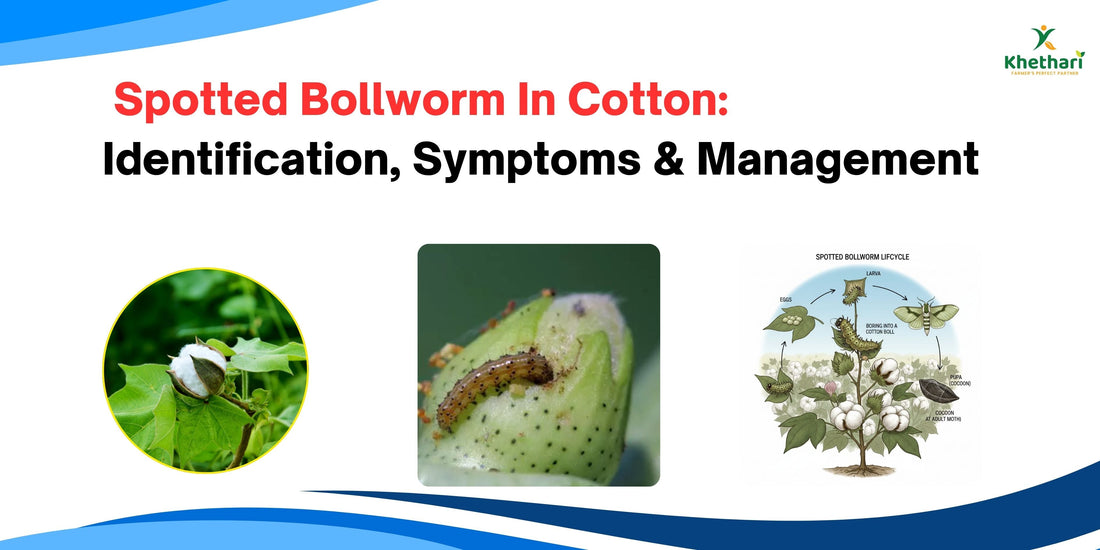 Spotted Bollworm In Cotton: Identification, Symptoms & Management