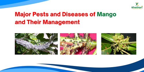 Major Pests and Diseases of Mango and Their Management