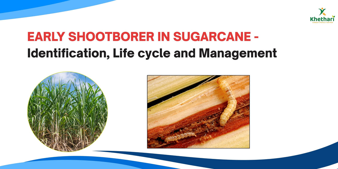 EARLY SHOOTBORER IN SUGARCANE - Identification, Life cycle and Management
