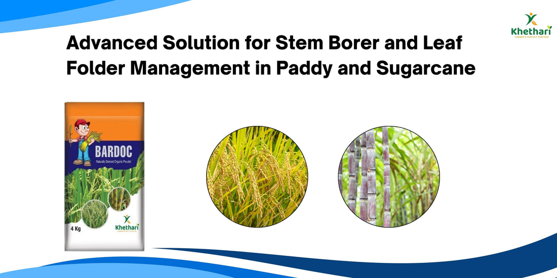Bardoc – Advanced Solution for Stem Borer and Leaf Folder Management in Paddy and Sugarcane