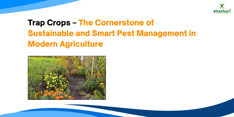 Trap Crops – The Cornerstone of Sustainable and Smart Pest Management in Modern Agriculture