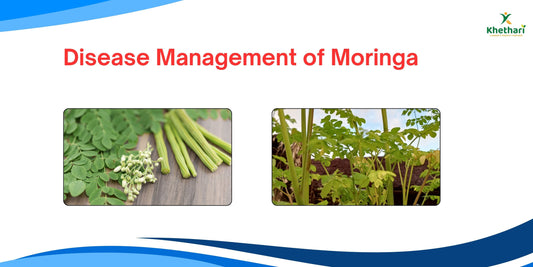 DISEASES MANAGEMENT OF MORINGA