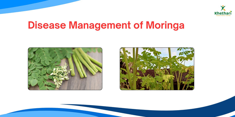 DISEASES MANAGEMENT OF MORINGA