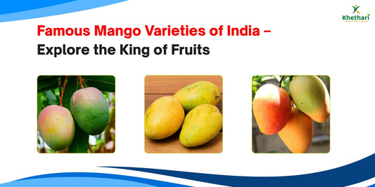 Famous Mango Varieties of India – From Alphonso to Amrapali, Explore the King of Fruits
