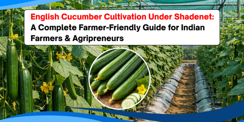 English Cucumber Cultivation Under Shadenet:  A Complete Farmer-Friendly Guide for Indian Farmers & Agripreneurs