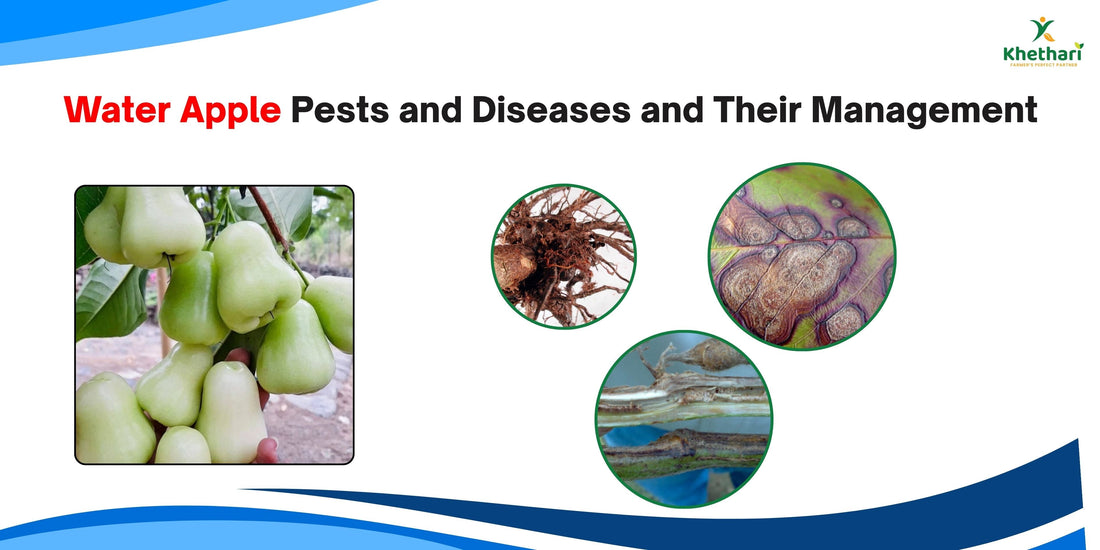 Water Apple Pests and Diseases and Their Management