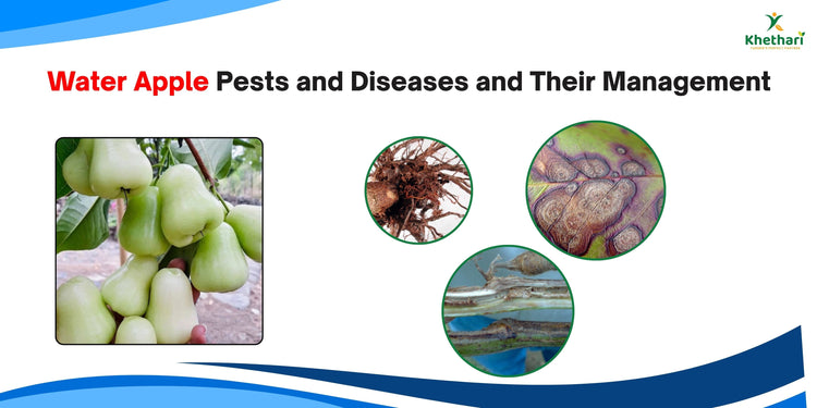 Water Apple Pests and Diseases and Their Management