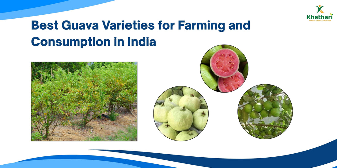 Guava Ripe Yellow Best Guava Varieties for Farming and Consumption in India – Khethari