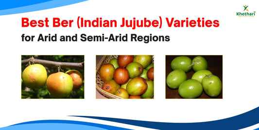 Best Ber (Indian Jujube) Varieties for Arid and Semi-Arid Regions