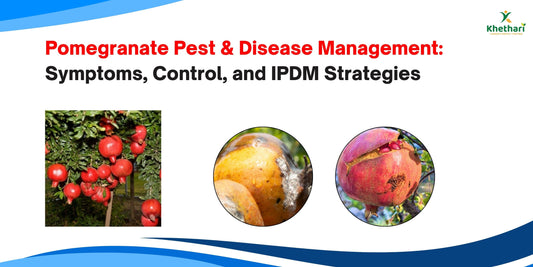 Pomegranate Pest & Disease Management: Symptoms, Control, and IPDM Strategies