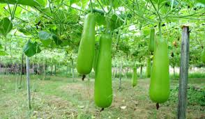 Pest management in Bottle gourd